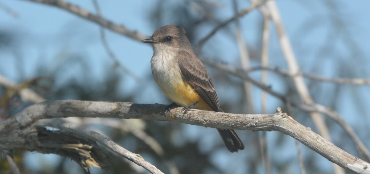 Vermilion Flycatcher - ML644231296