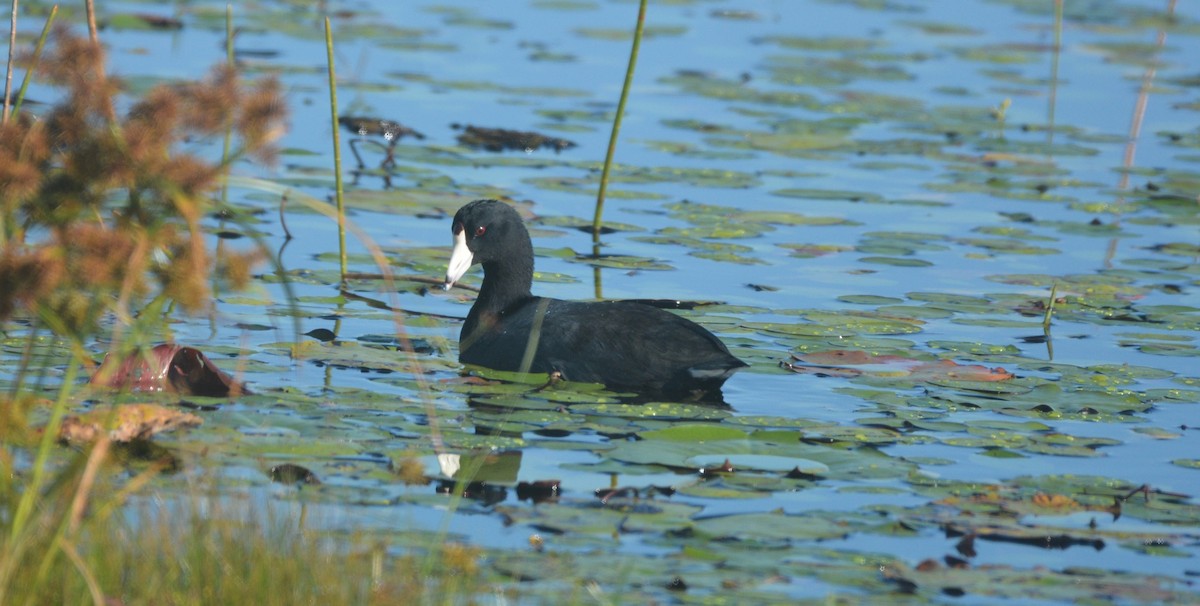 lyska americká - ML644231307