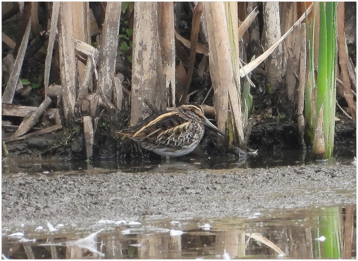 Frullino - ML644231318