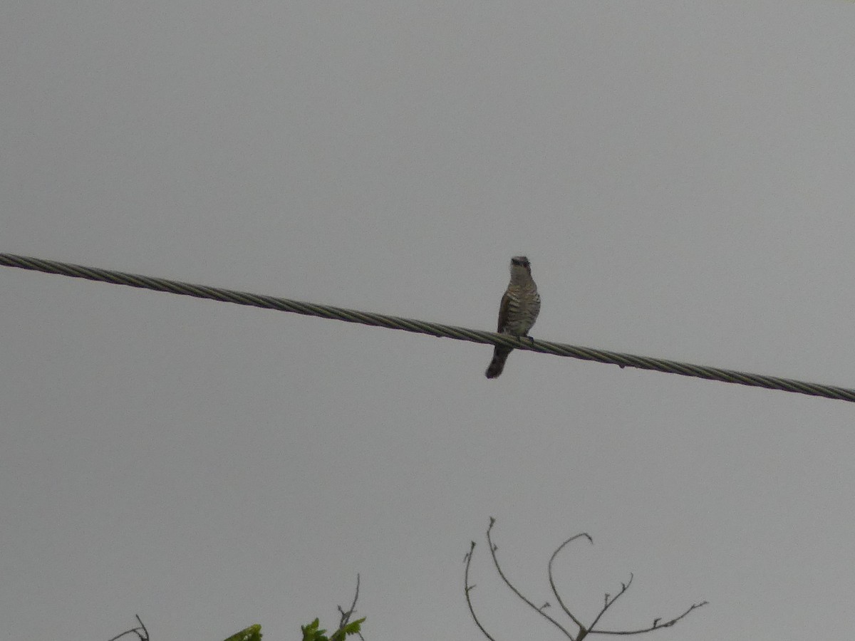 pygmégjøk - ML644231330