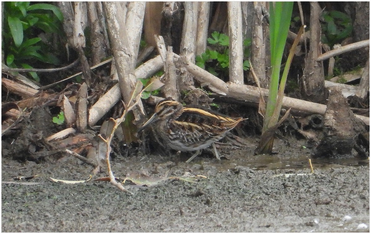 Frullino - ML644231337