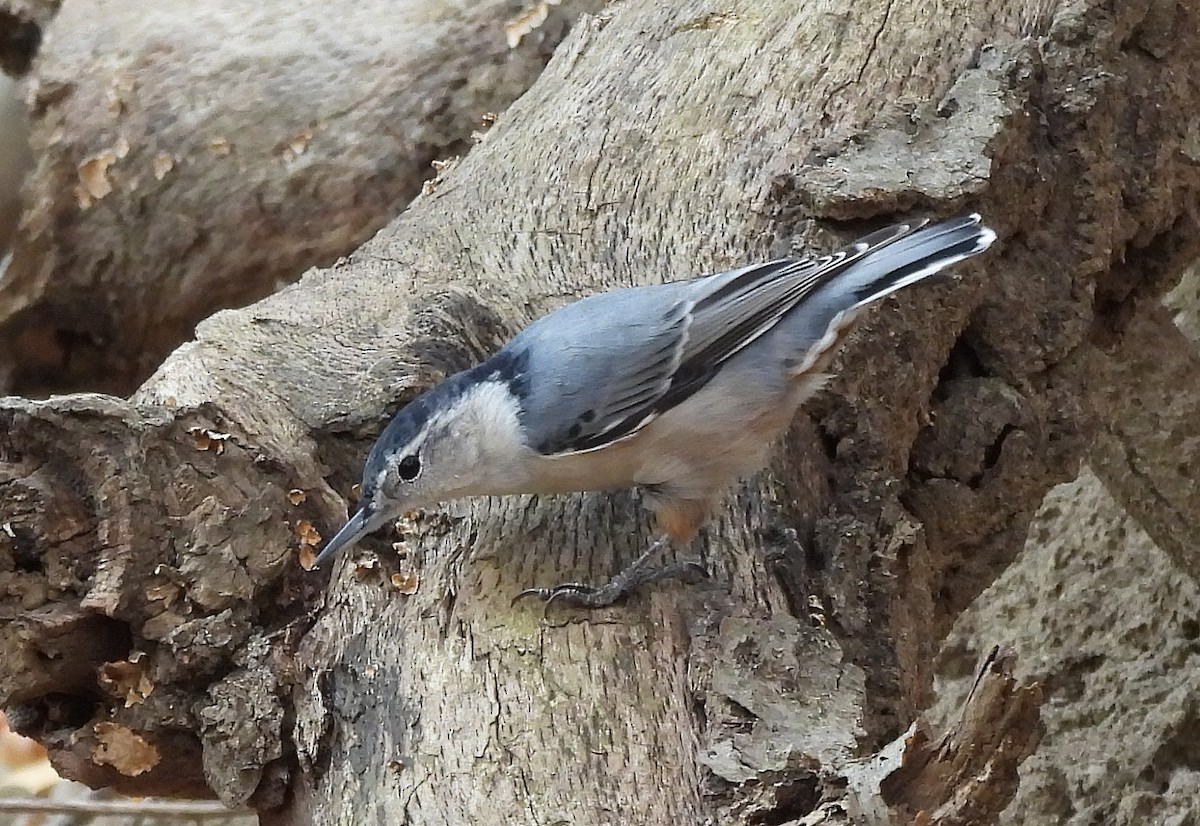 White-breasted Nuthatch - ML644231341