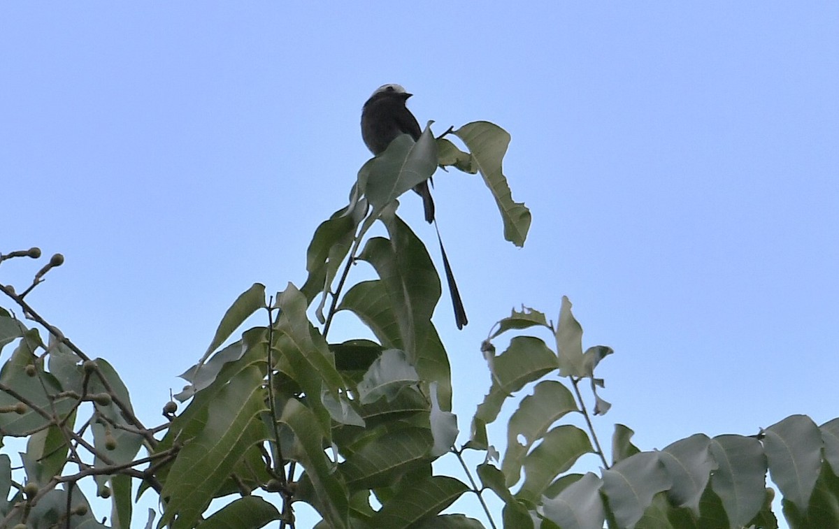 Moucherolle à longs brins - ML644231342