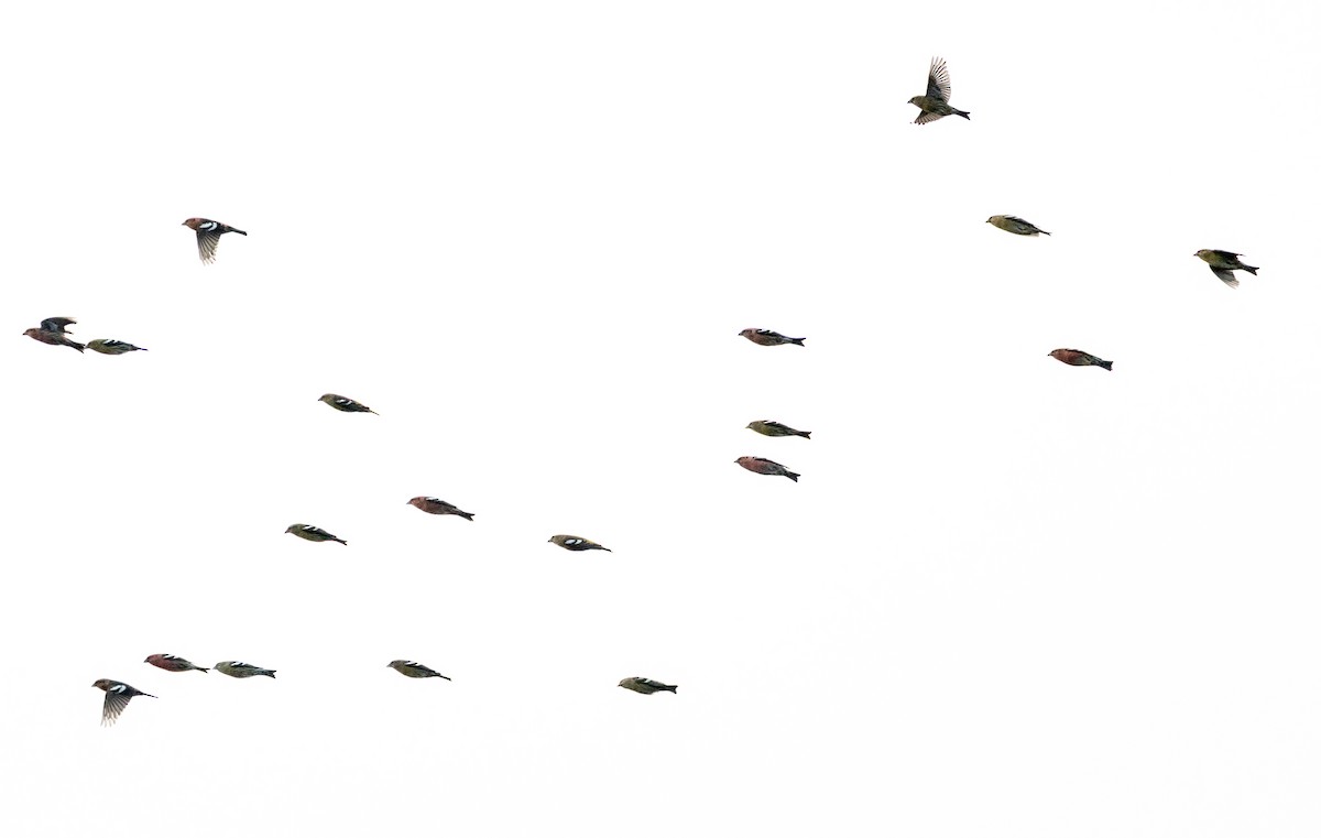 White-winged Crossbill - ML644231355