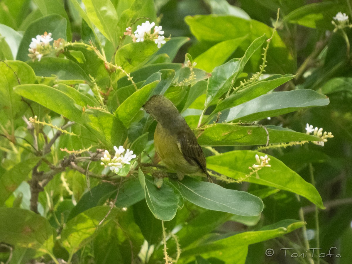 Brown-throated Sunbird - ML644231360