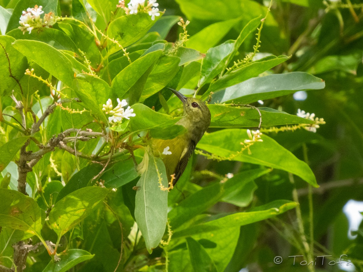 Brown-throated Sunbird - ML644231361