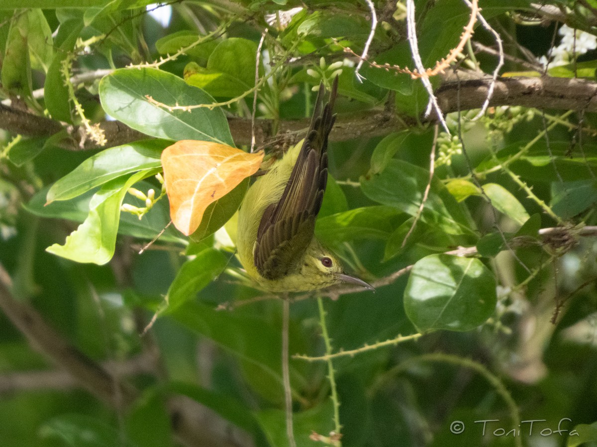 Brown-throated Sunbird - ML644231362