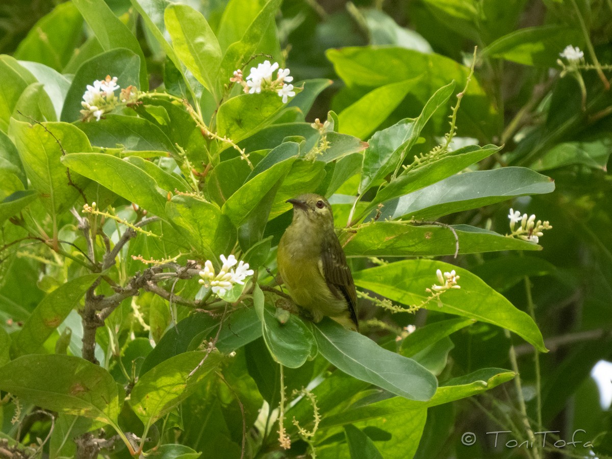 Brown-throated Sunbird - ML644231363