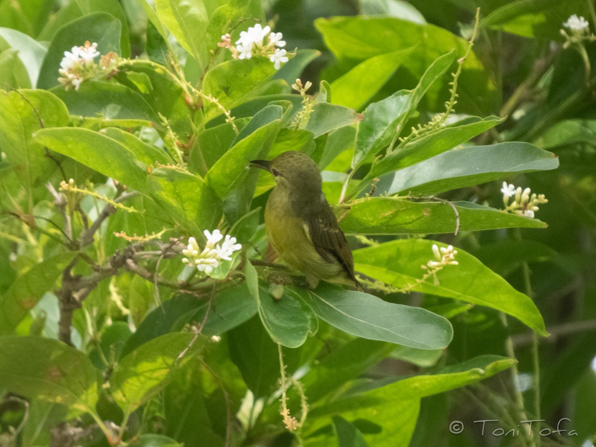 Brown-throated Sunbird - ML644231364