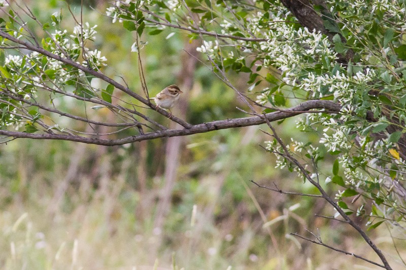 Clay-colored Sparrow - ML644231374