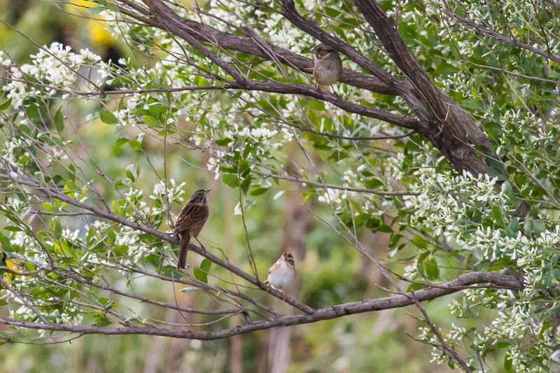 Clay-colored Sparrow - ML644231375