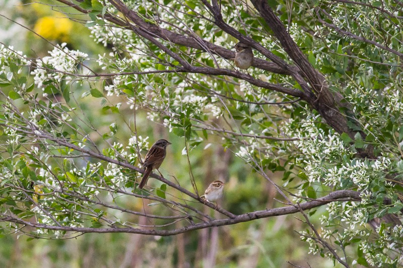 Clay-colored Sparrow - ML644231376