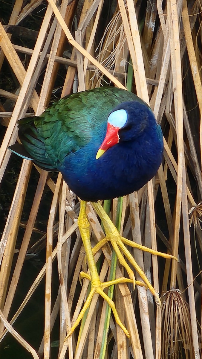 Uroilo urdin amerikarra - ML644231380