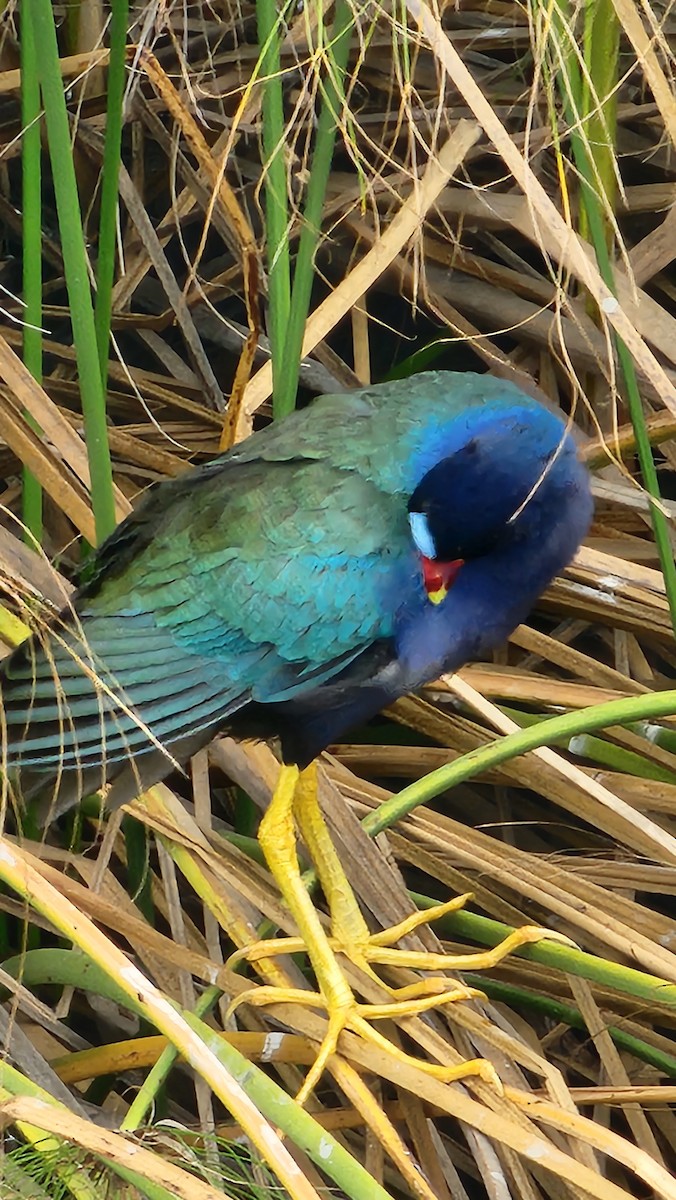 Uroilo urdin amerikarra - ML644231381