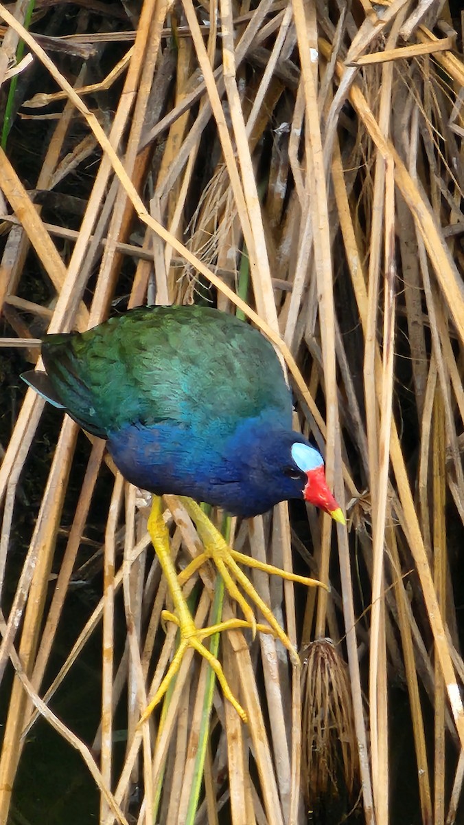 Uroilo urdin amerikarra - ML644231382