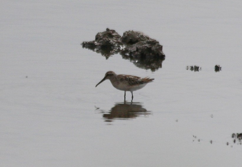 Грязовик - ML644231385