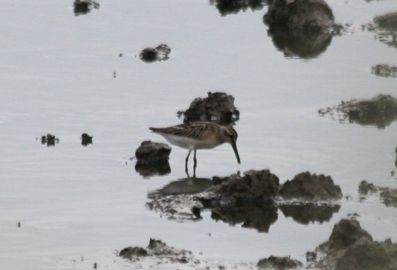 Грязовик - ML644231386