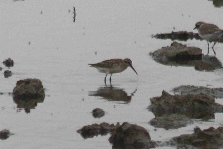 Грязовик - ML644231387