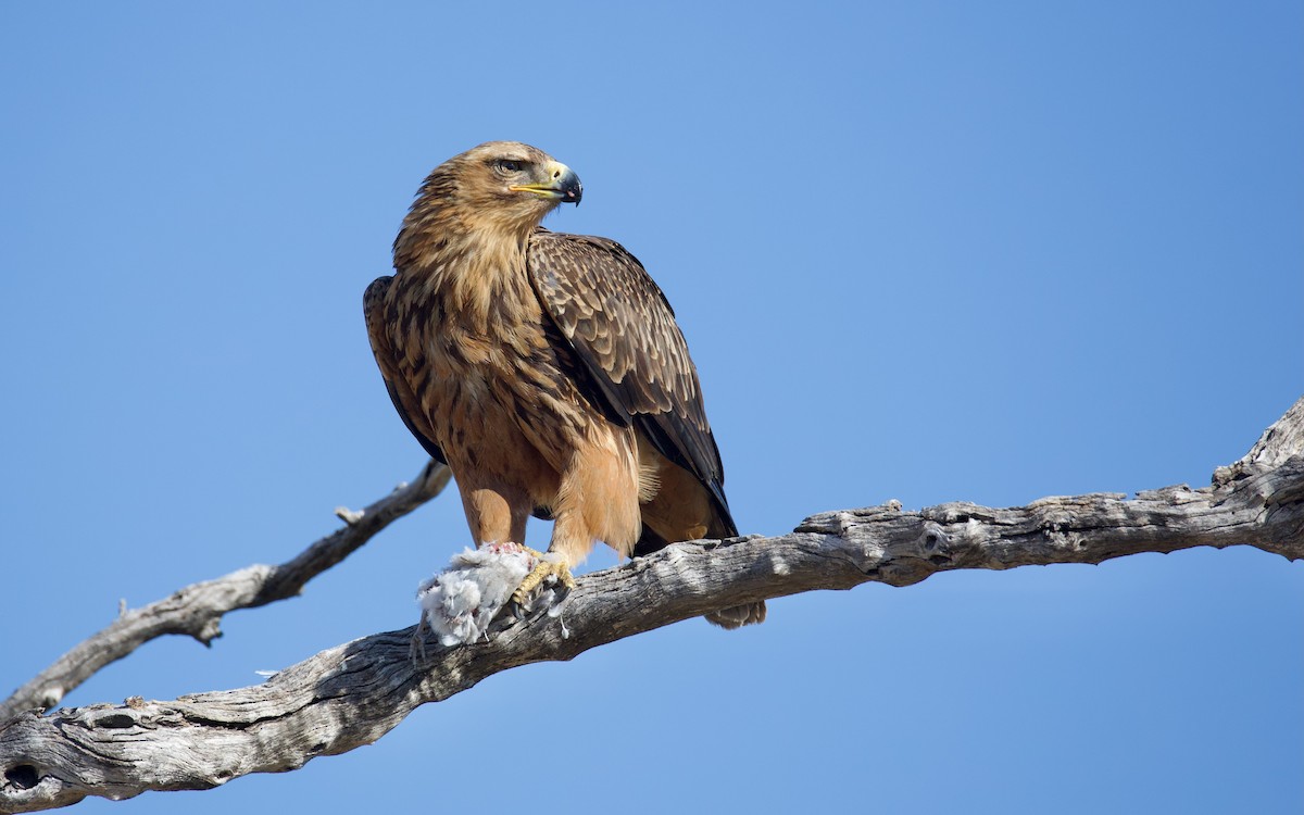 Tawny Eagle - ML644231398