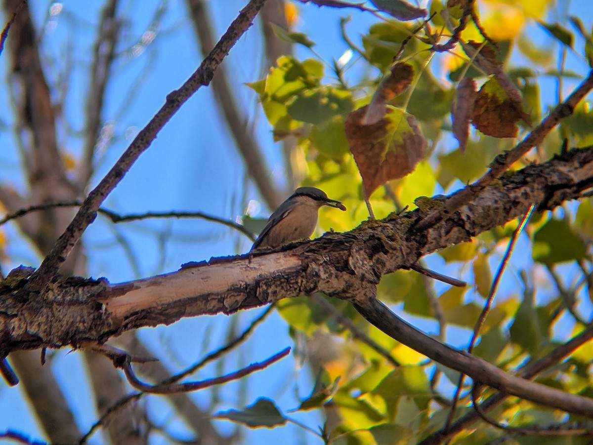Eurasian Nuthatch - ML644231414