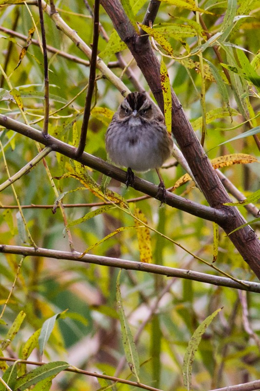 Swamp Sparrow - ML644231450