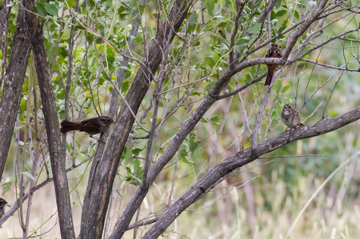 Swamp Sparrow - ML644231451