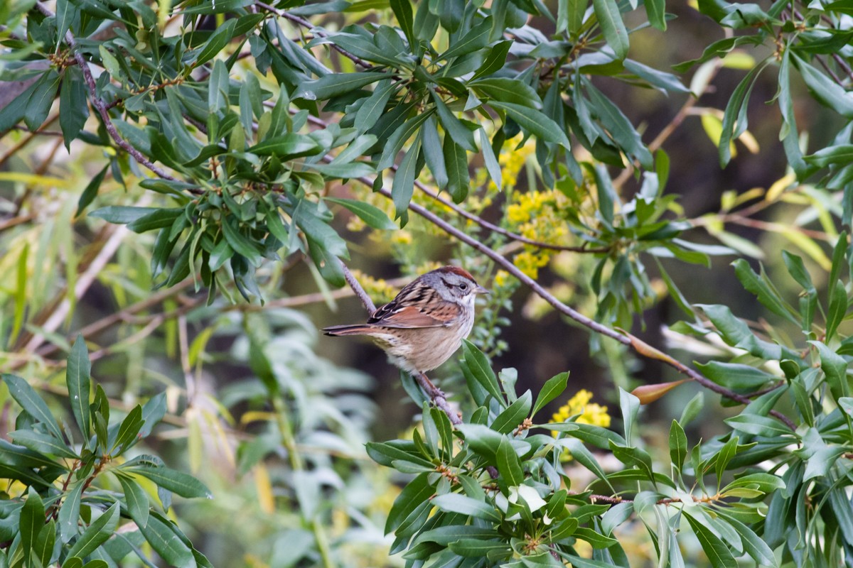 Swamp Sparrow - ML644231452