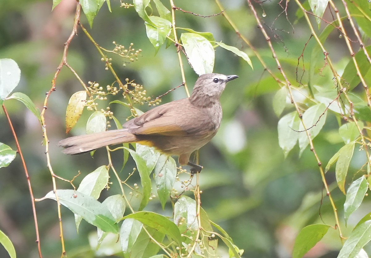 Flavescent Bulbul - ML644231457