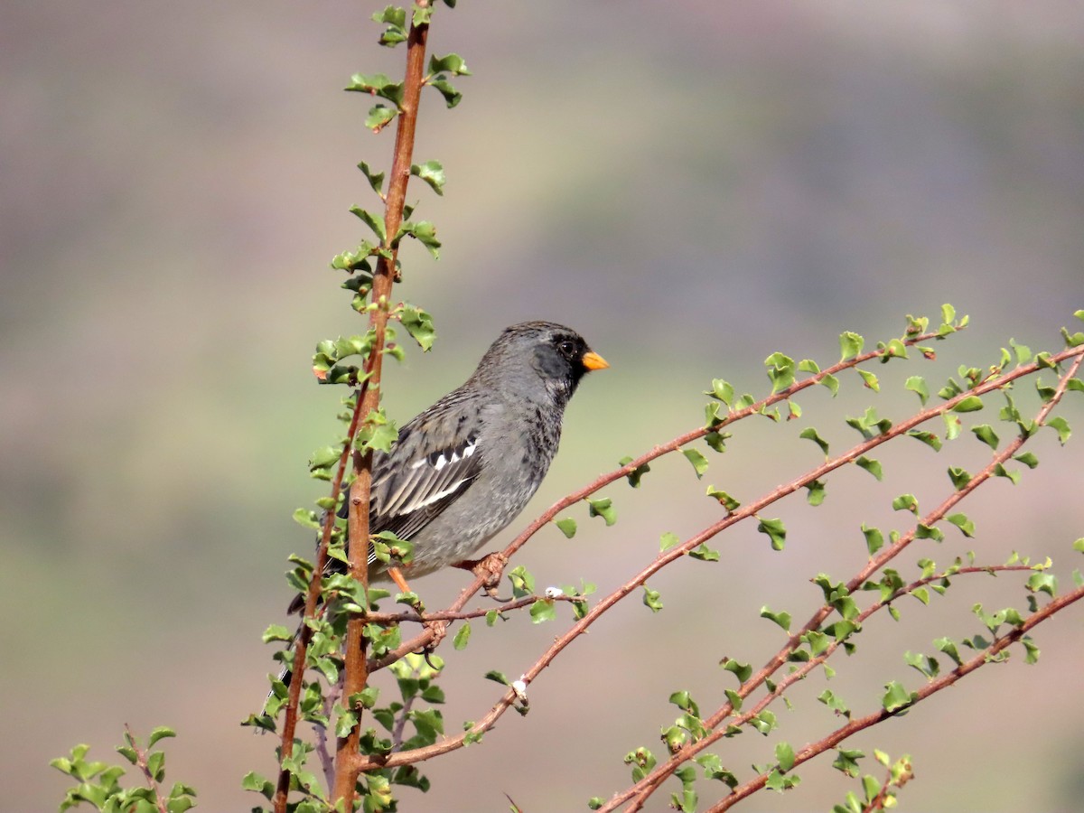 Mourning Sierra Finch - ML644231458