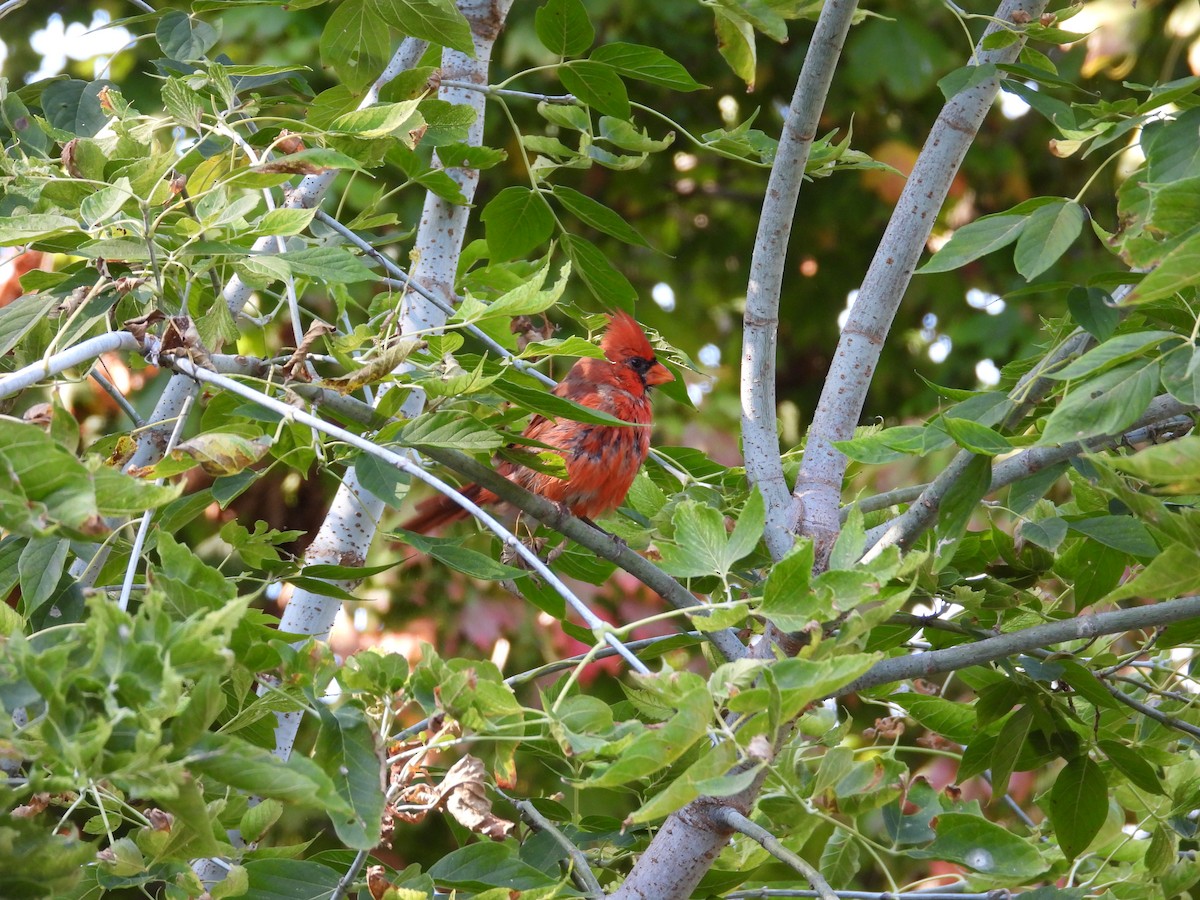 Cardinal rouge - ML644231491