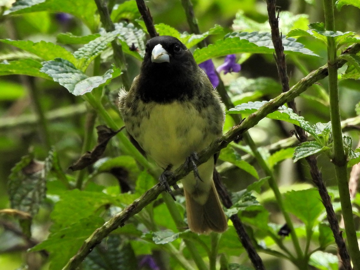 Gelbbauchspelzer - ML644231493