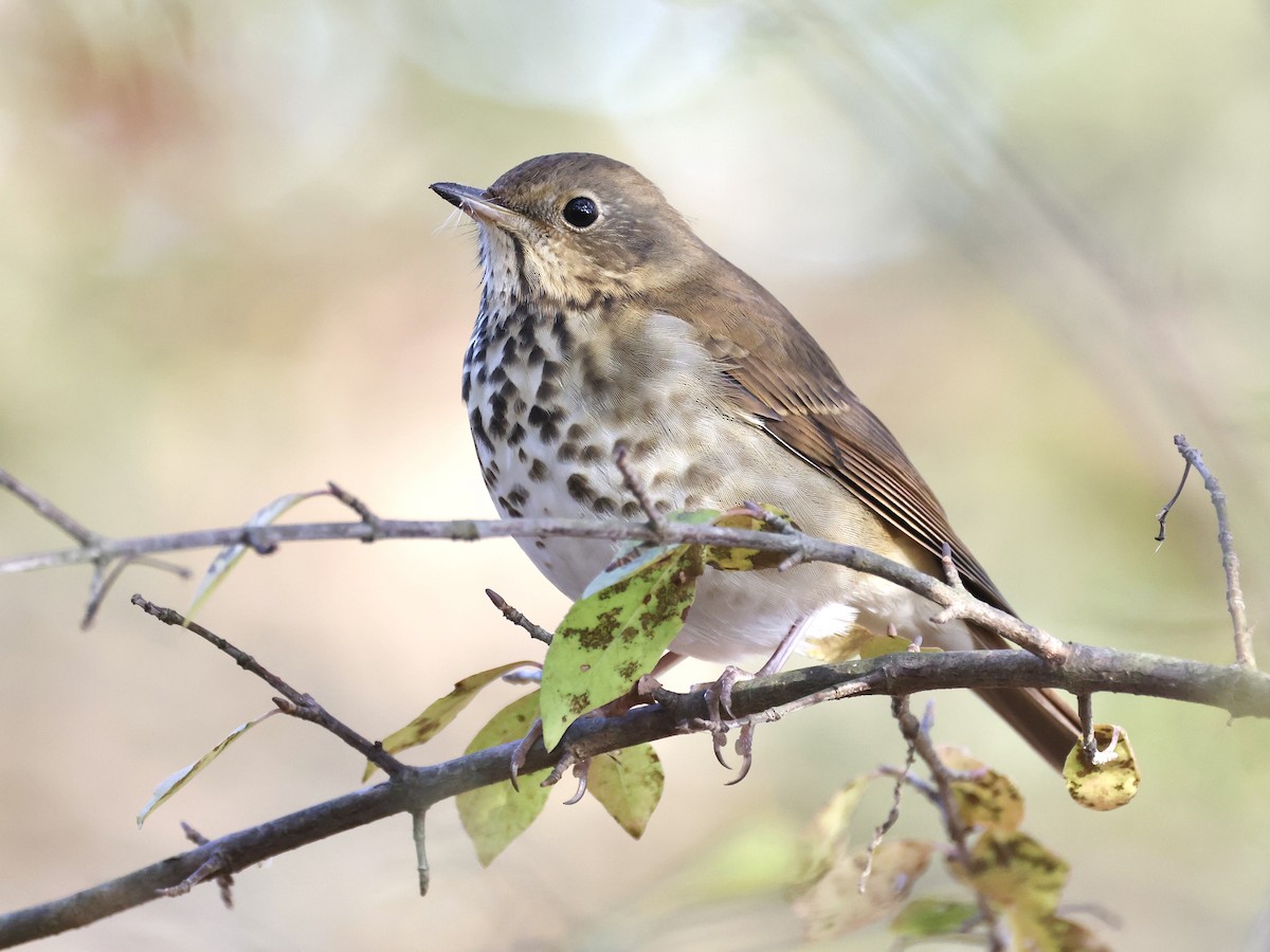 Hermit Thrush - ML644231504