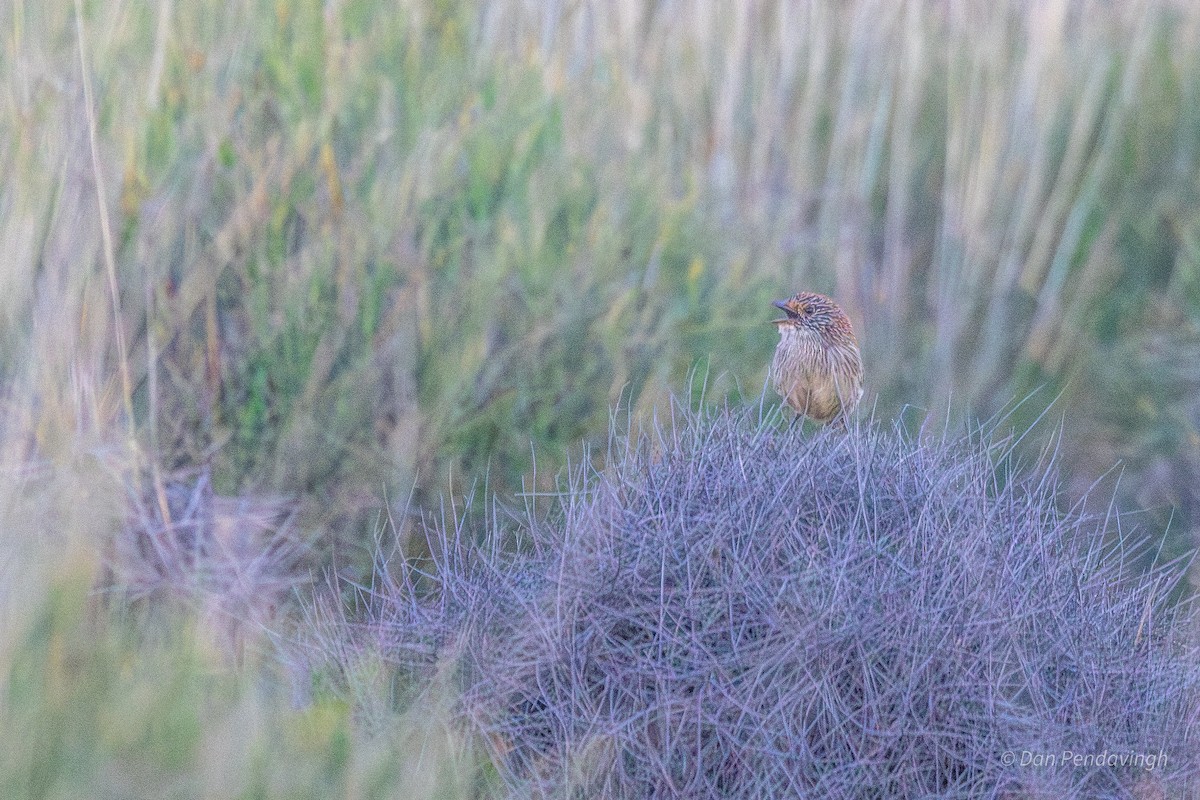 Short-tailed Grasswren - ML644231510