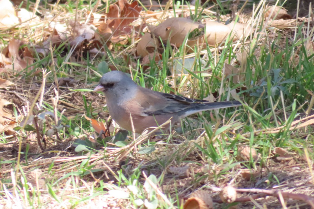 Dark-eyed Junco (Pink-sided) - ML644231571
