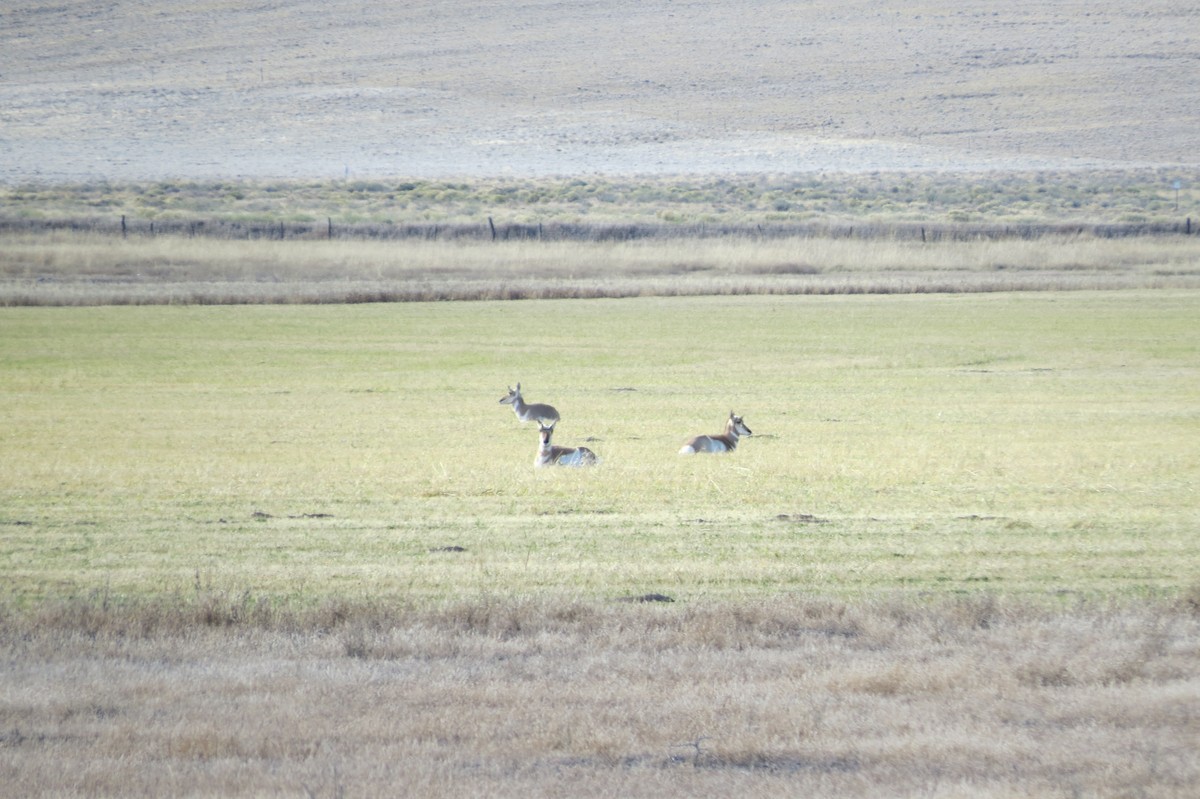 American Pronghorn - ML644231573