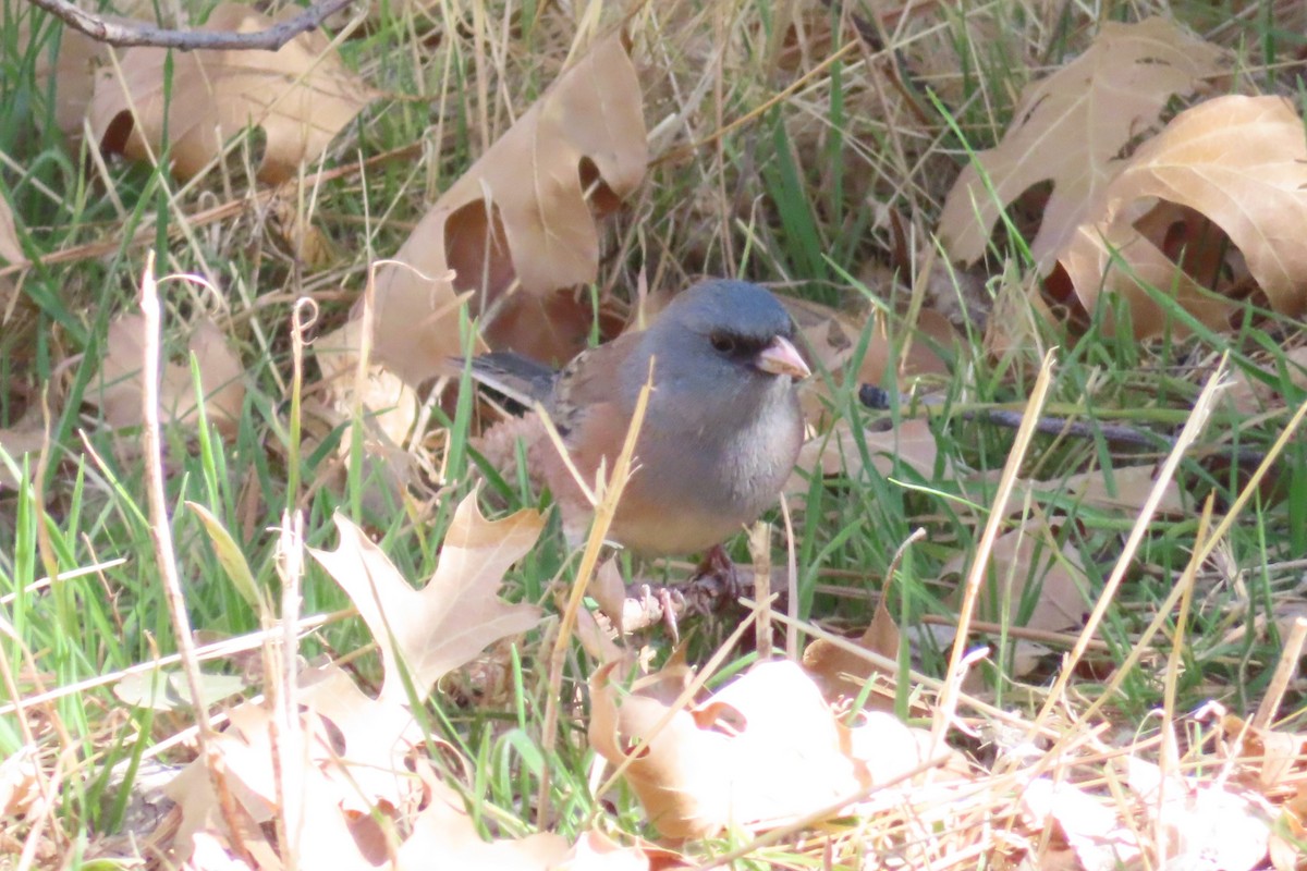 Dark-eyed Junco (Pink-sided) - ML644231583