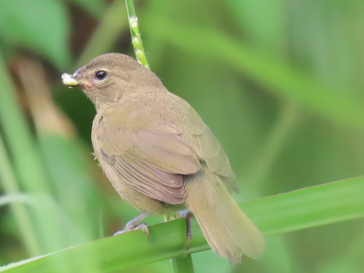 Yellow-faced Grassquit - ML644231588