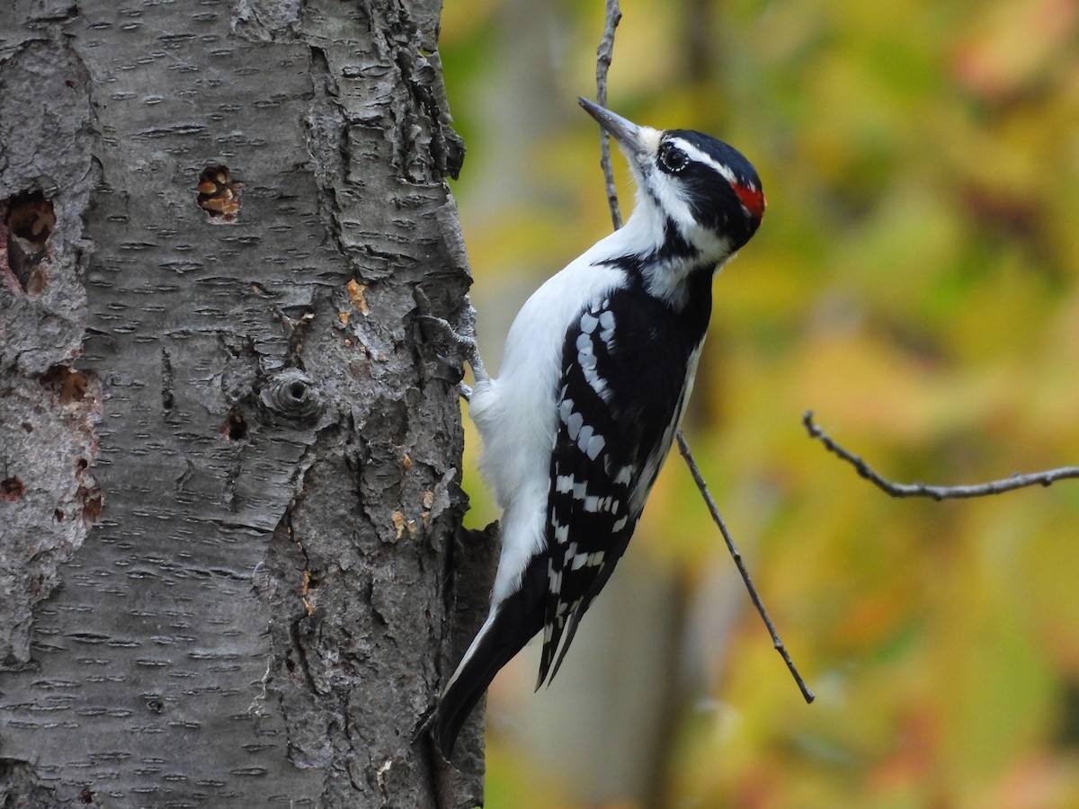 Hairy Woodpecker - ML644231595