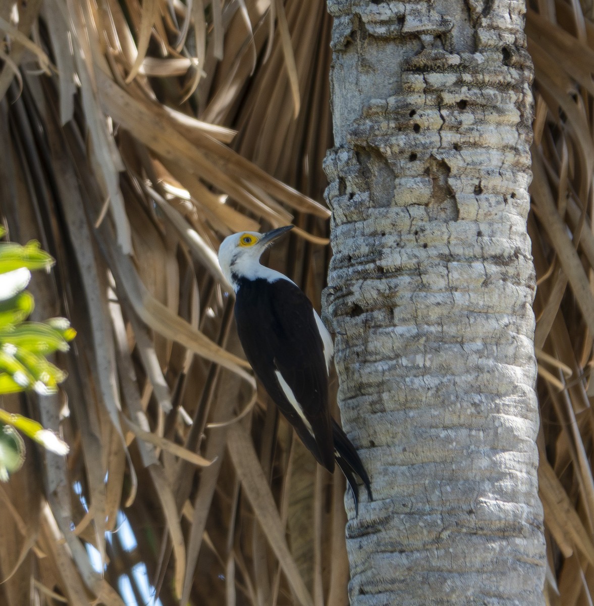 Pic dominicain - ML644231600