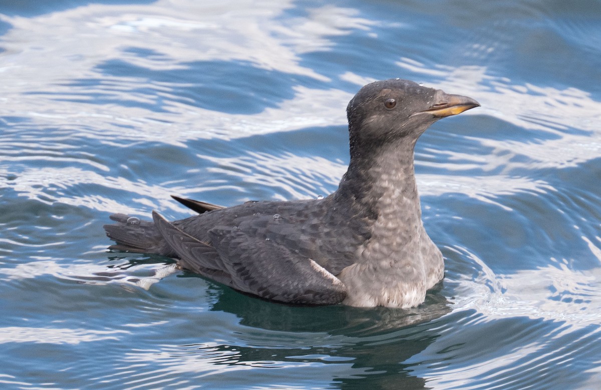 Macareux rhinocéros - ML644231604