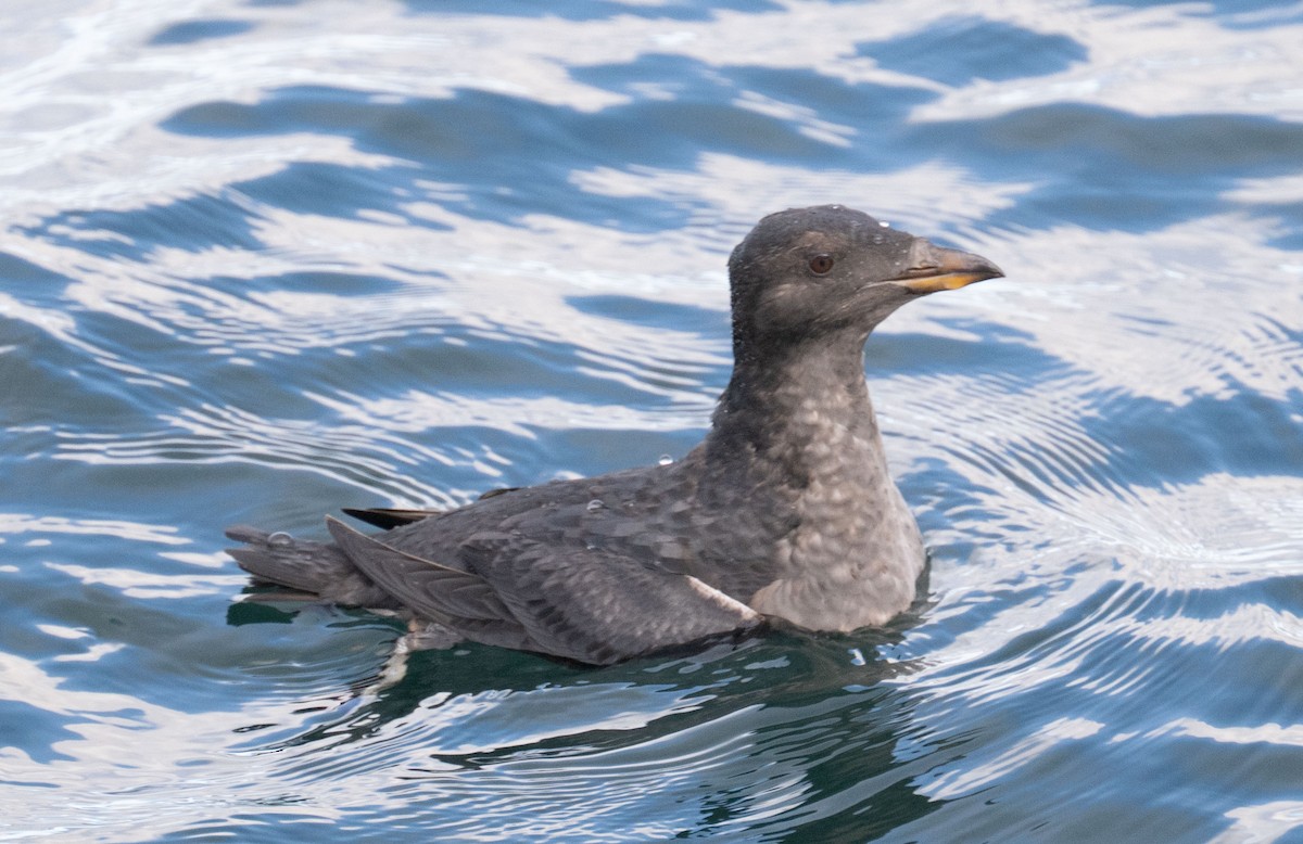 Macareux rhinocéros - ML644231605