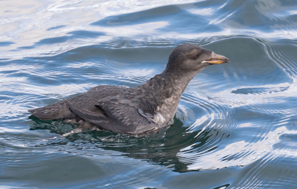 Macareux rhinocéros - ML644231606