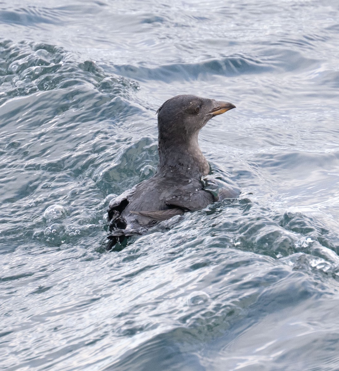 Macareux rhinocéros - ML644231607