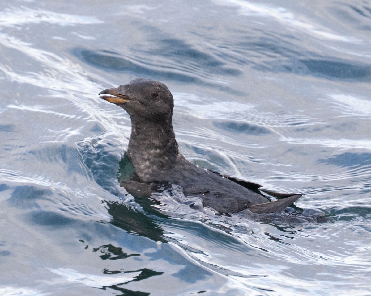 Macareux rhinocéros - ML644231608