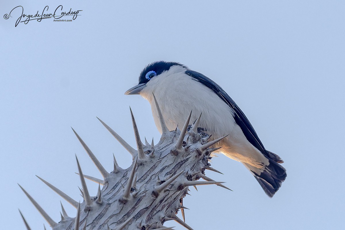 Artamie chabert - ML644231614