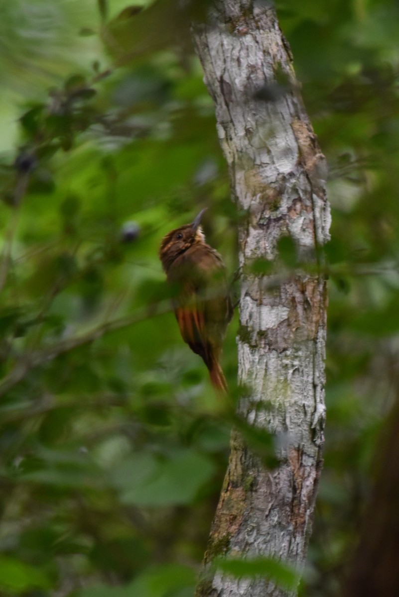 Tawny-winged Woodcreeper - ML644231633