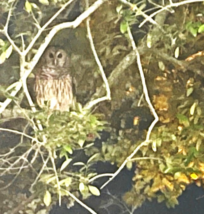 Barred Owl - ML644231639