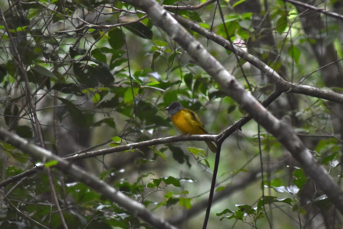カンムリフウキンチョウ - ML644231643