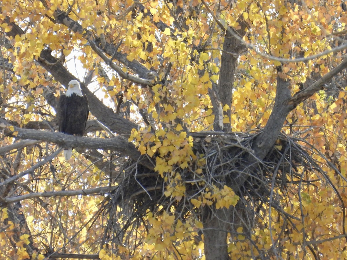 Bald Eagle - ML644231658