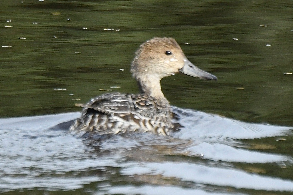 Codone - ML644231661